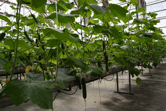 ʢ���r�Îr��