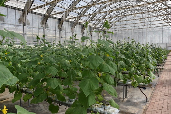 ʢ���r�Îr��